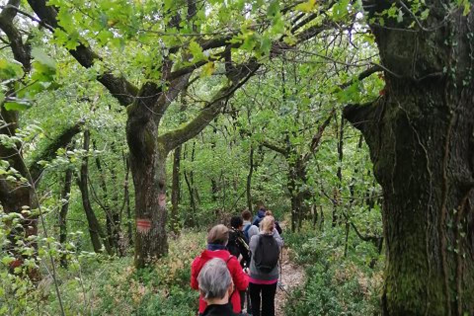 Les marcheurs randonnent dans les bois.