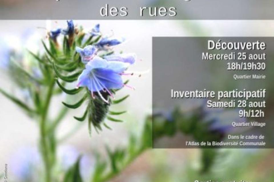 Sorties à la découverte des plantes sauvages des rues