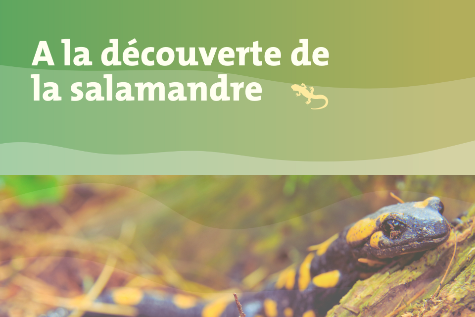 Photo d'une salamandre tâchetée